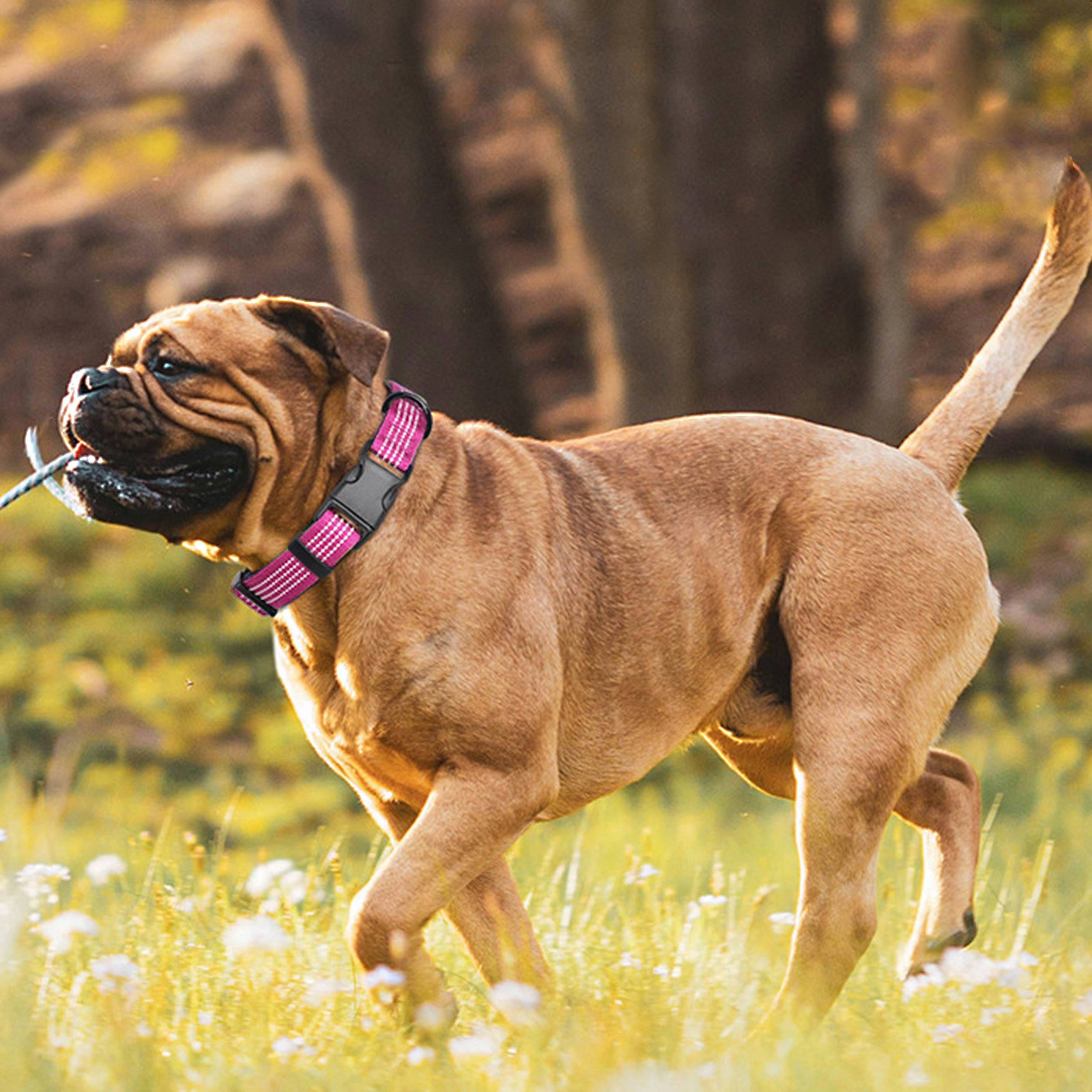 Anna-Kaci Dog Collar Reflective Soft Padded Adjustable Comfort Nylon Collars for All Breeds