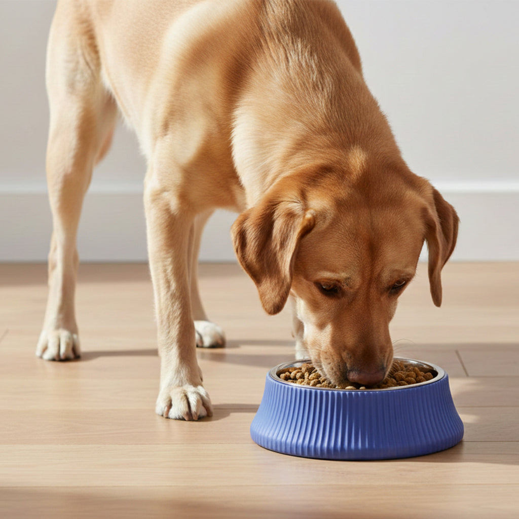 Anna-Kaci Stainless Steel Dog Bowl with Non-Slip Base, Square Feeding Bowl for Food and Water