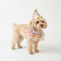 Pet Birthday Hat and Polka Dot Tulle Collar Set Colorful Party Costume Accessory