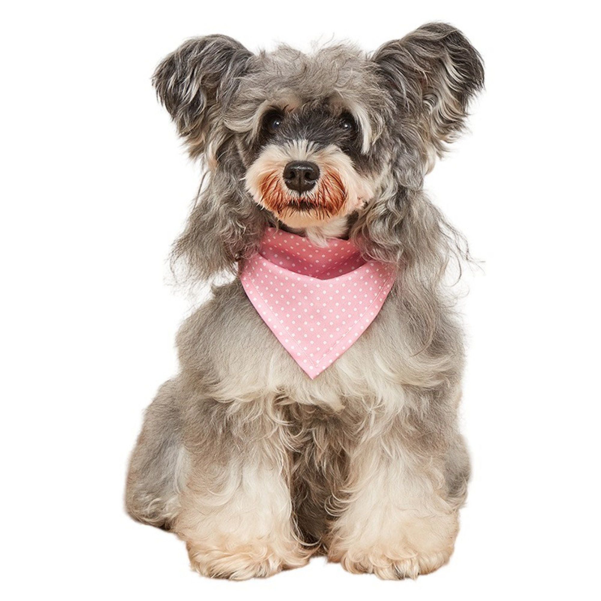 Polka Dot Pet Bandana, Soft Cotton Dotted Scarf Bib for Small Medium Dogs Cats